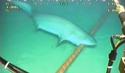 This frame grab from a YouTube video, which has garnered nearly 1 million views, shows a bluntnose sixgill shark biting a submarine cable. 