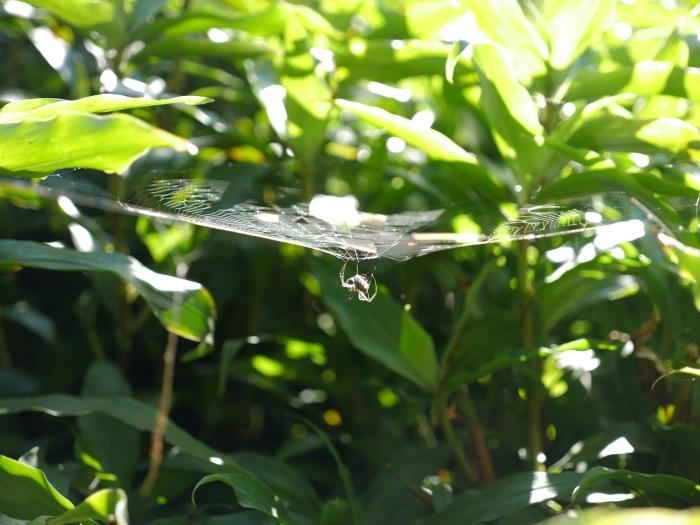 We used autofocus for this web, and the camera picked it up without any hesitation.
